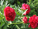 Online Store, web-based Coldfusion application, selling, photos, images, photo / image product type